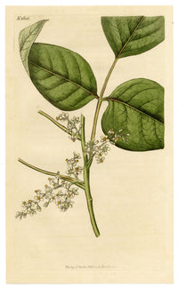 Curtis's Botanical Magazine, Rooting Poison-oak (Rhus toxicodendron) – 1816 Hand-coloured engraving