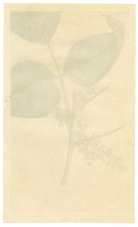 Curtis's Botanical Magazine, Rooting Poison-oak (Rhus toxicodendron) – 1816 Hand-coloured engraving