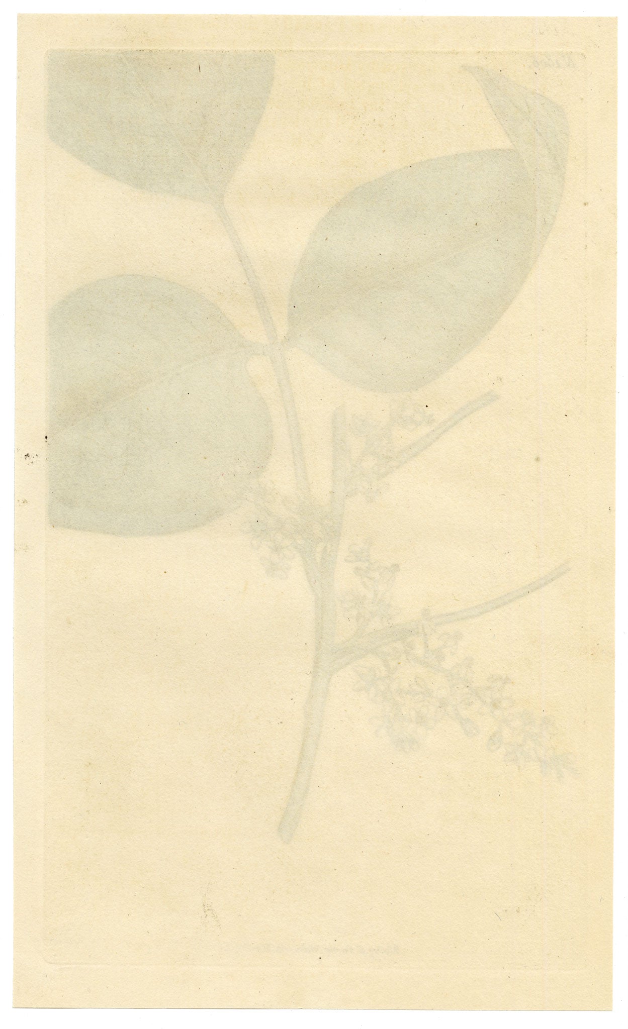Curtis's Botanical Magazine, Rooting Poison-oak (Rhus toxicodendron) – 1816 Hand-coloured engraving