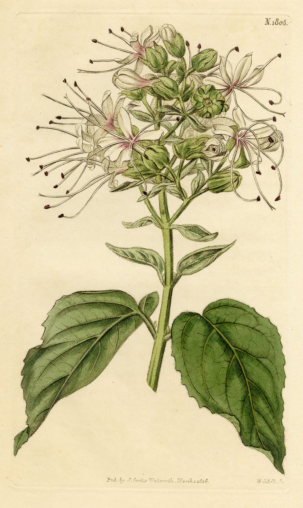 Curtis's Botanical Magazine, Clammy Clerodendrum (Clerodendrum viscosum) – 1816 Hand-coloured engraving