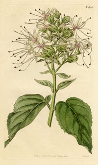 Curtis's Botanical Magazine, Clammy Clerodendrum (Clerodendrum viscosum) – 1816 Hand-coloured engraving
