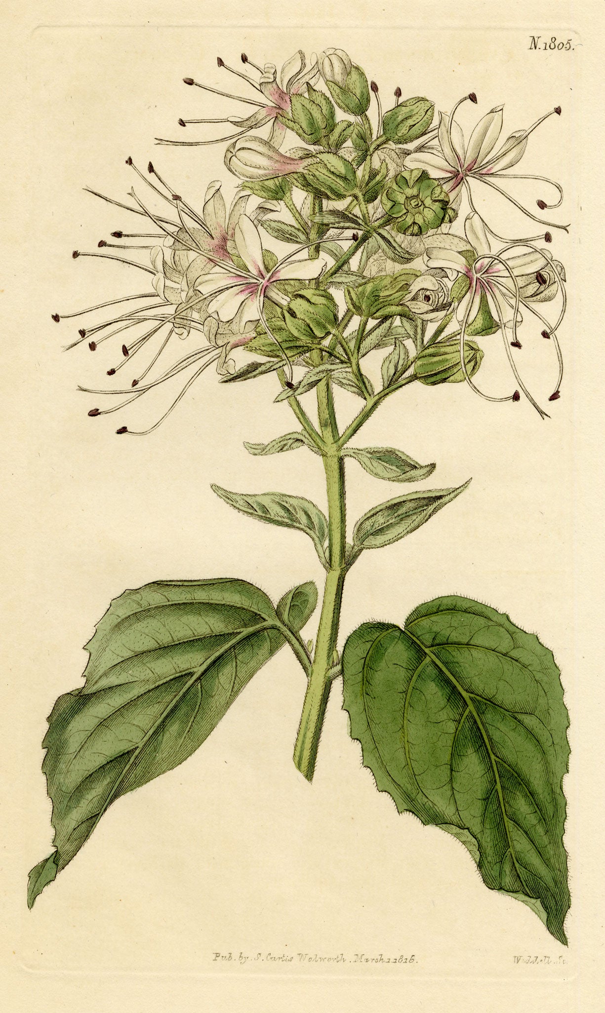 Curtis's Botanical Magazine, Clammy Clerodendrum (Clerodendrum viscosum) – 1816 Hand-coloured engraving