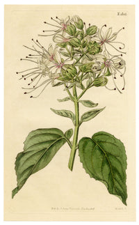 Curtis's Botanical Magazine, Clammy Clerodendrum (Clerodendrum viscosum) – 1816 Hand-coloured engraving