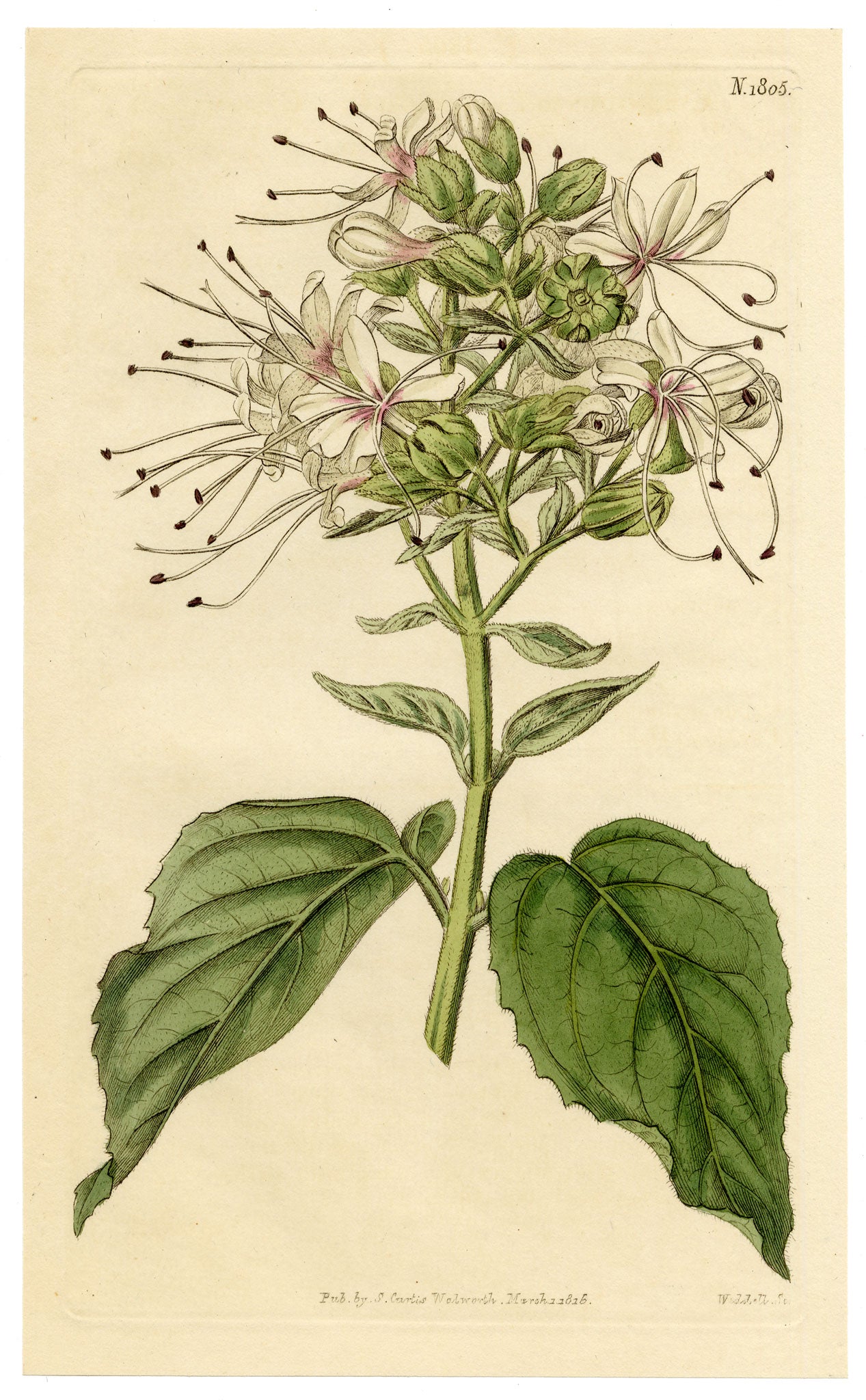 Curtis's Botanical Magazine, Clammy Clerodendrum (Clerodendrum viscosum) – 1816 Hand-coloured engraving