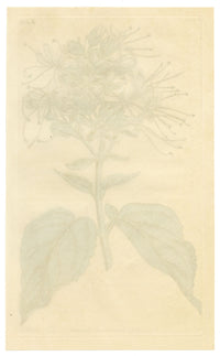 Curtis's Botanical Magazine, Clammy Clerodendrum (Clerodendrum viscosum) – 1816 Hand-coloured engraving