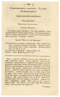 Curtis's Botanical Magazine, Clammy Clerodendrum (Clerodendrum viscosum) – 1816 Hand-coloured engraving