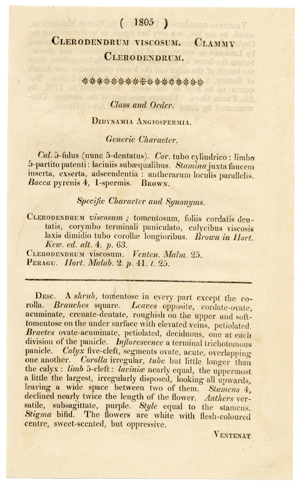 Curtis's Botanical Magazine, Clammy Clerodendrum (Clerodendrum viscosum) – 1816 Hand-coloured engraving