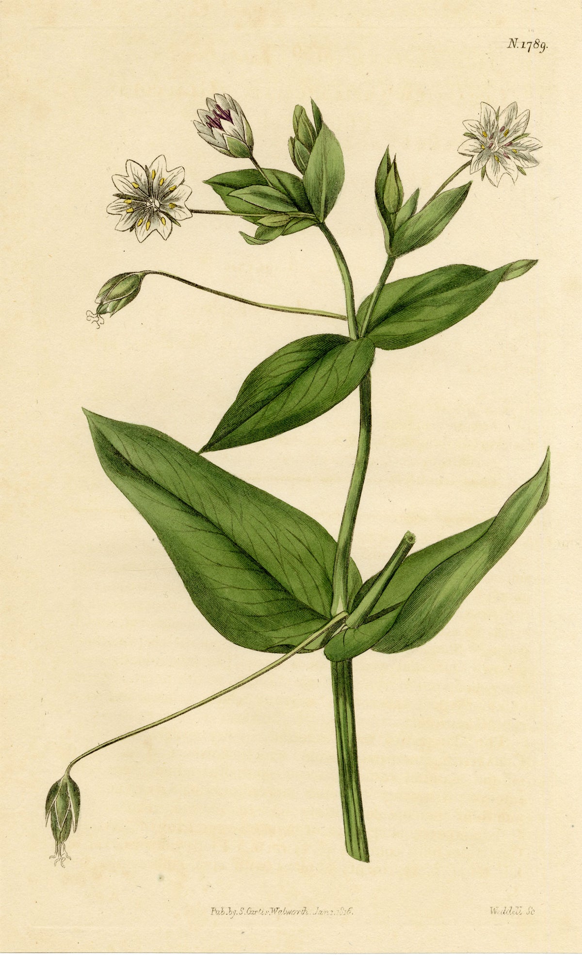 Curtis's Botanical Magazine, Glaucous Chickweed (Cerastium amplexicaule) – 1816 Hand-coloured engraving