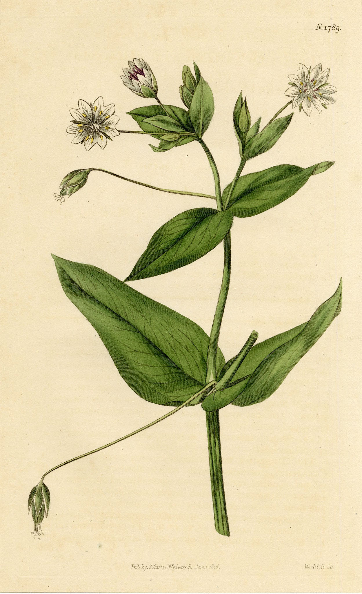 Curtis's Botanical Magazine, Glaucous Chickweed (Cerastium amplexicaule) – 1816 Hand-coloured engraving
