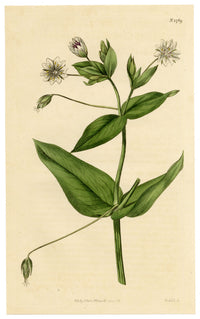 Curtis's Botanical Magazine, Glaucous Chickweed (Cerastium amplexicaule) – 1816 Hand-coloured engraving