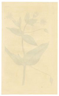 Curtis's Botanical Magazine, Glaucous Chickweed (Cerastium amplexicaule) – 1816 Hand-coloured engraving