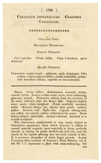Curtis's Botanical Magazine, Glaucous Chickweed (Cerastium amplexicaule) – 1816 Hand-coloured engraving