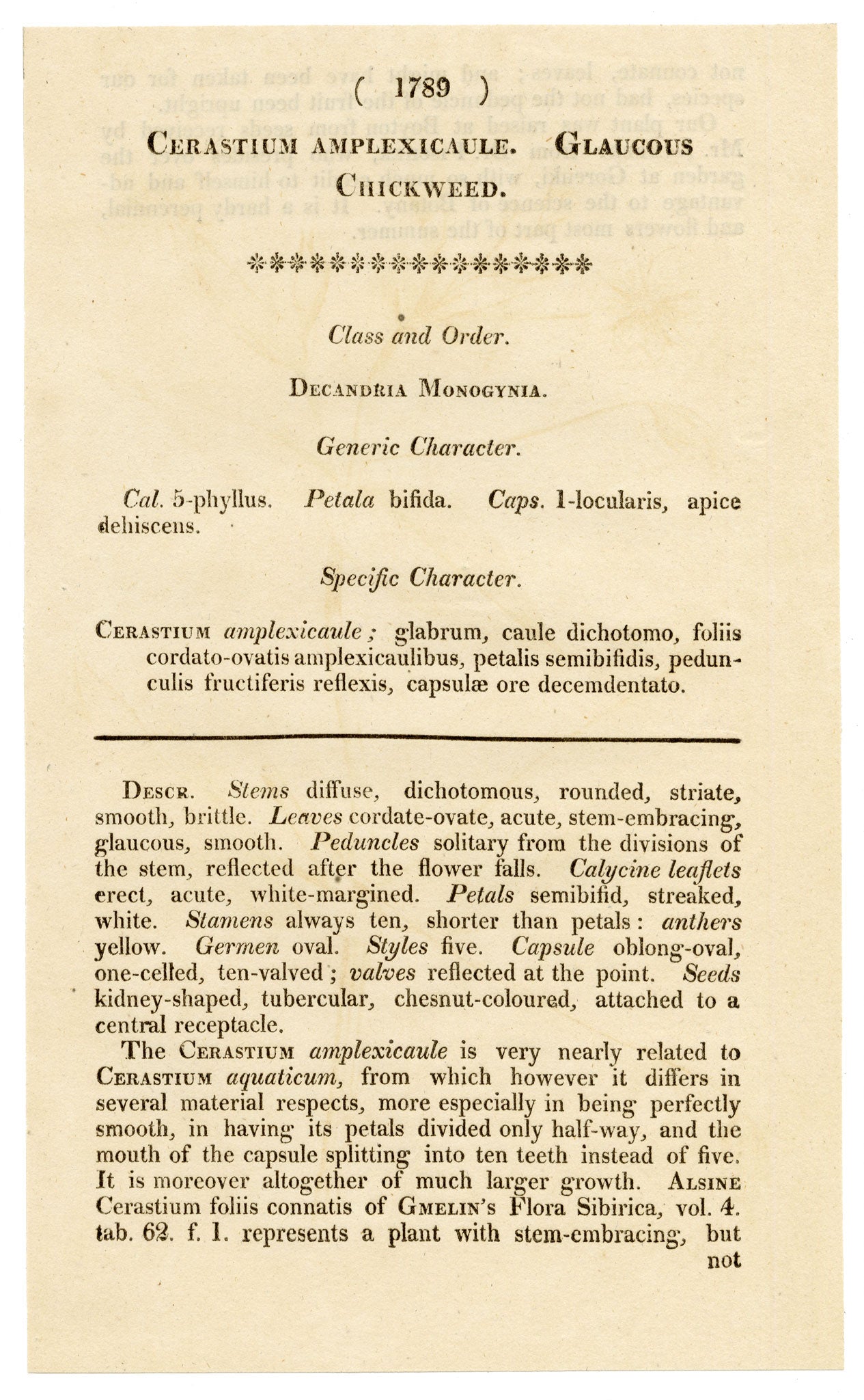 Curtis's Botanical Magazine, Glaucous Chickweed (Cerastium amplexicaule) – 1816 Hand-coloured engraving