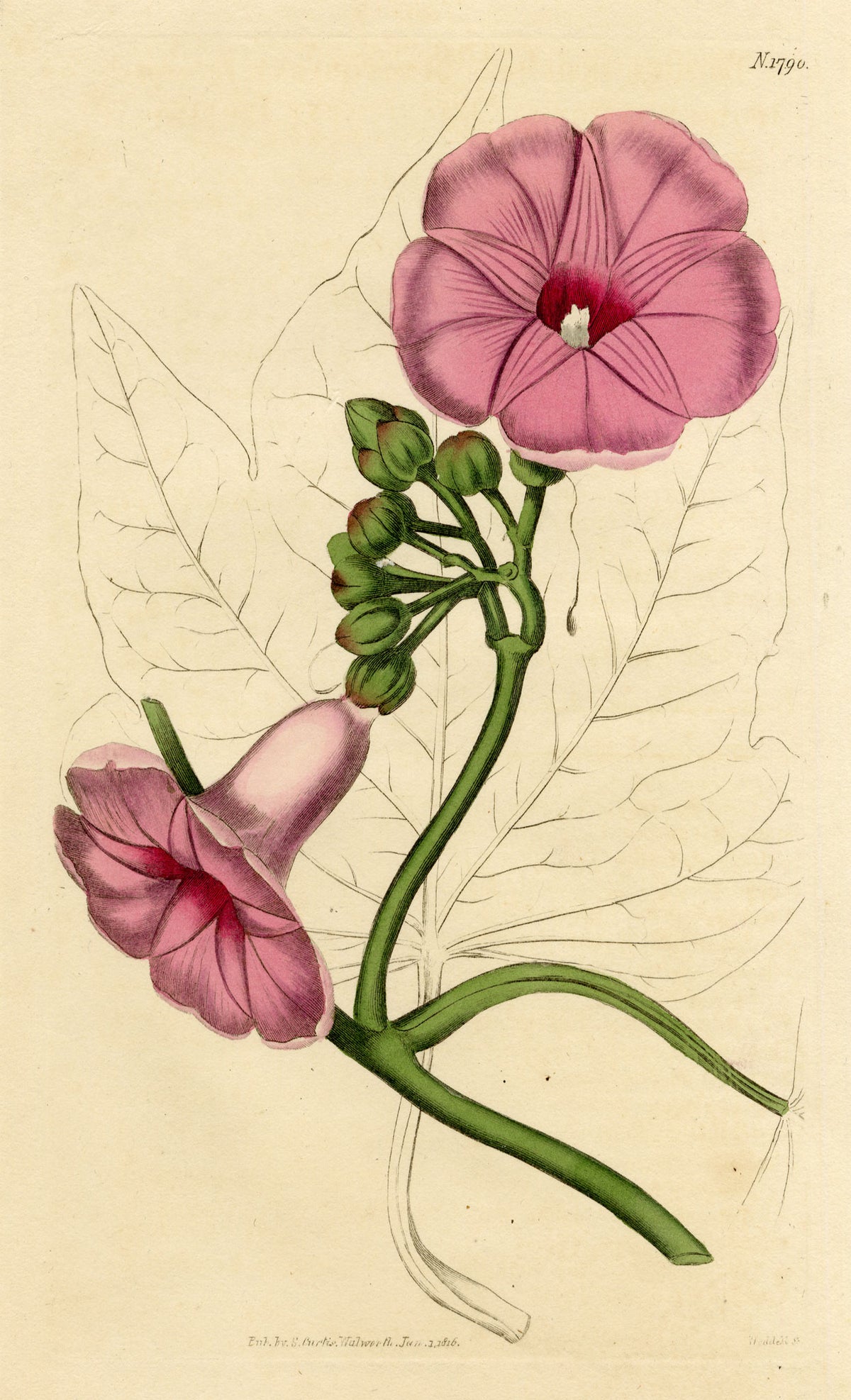 Curtis's Botanical Magazine, Magnificent Ipomoea (Ipomoea insignis) – 1816 Hand-coloured engraving