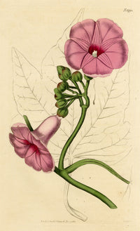 Curtis's Botanical Magazine, Magnificent Ipomoea (Ipomoea insignis) – 1816 Hand-coloured engraving