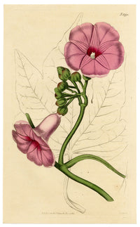 Curtis's Botanical Magazine, Magnificent Ipomoea (Ipomoea insignis) – 1816 Hand-coloured engraving