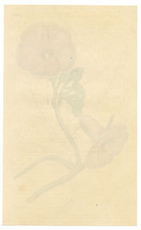 Curtis's Botanical Magazine, Magnificent Ipomoea (Ipomoea insignis) – 1816 Hand-coloured engraving