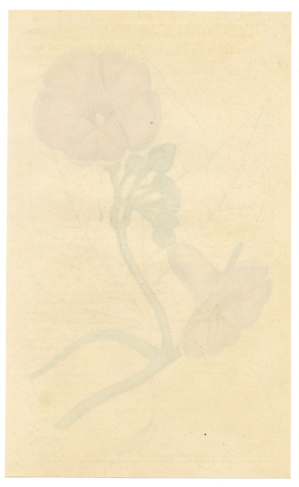 Curtis's Botanical Magazine, Magnificent Ipomoea (Ipomoea insignis) – 1816 Hand-coloured engraving