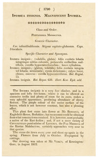 Curtis's Botanical Magazine, Magnificent Ipomoea (Ipomoea insignis) – 1816 Hand-coloured engraving
