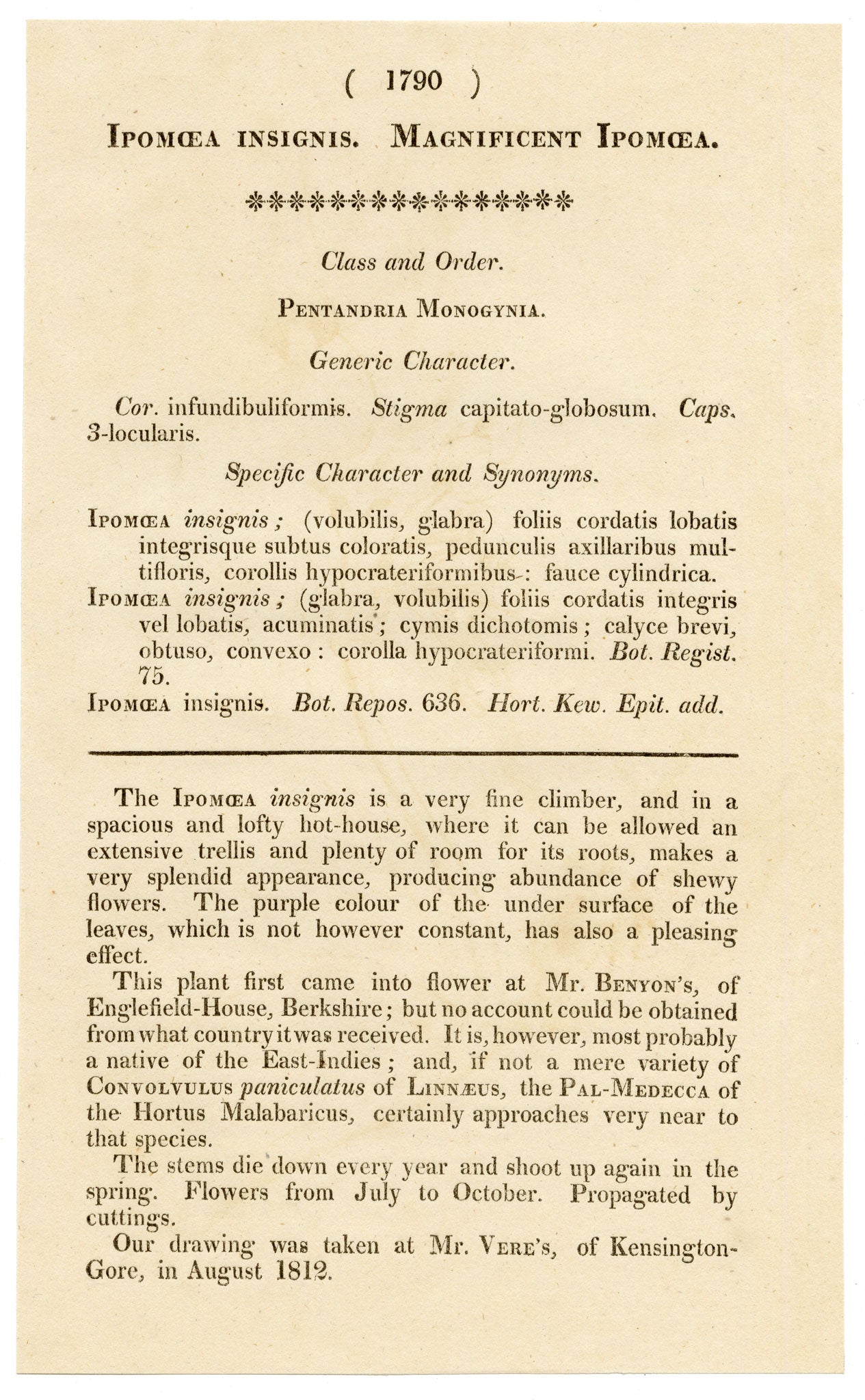 Curtis's Botanical Magazine, Magnificent Ipomoea (Ipomoea insignis) – 1816 Hand-coloured engraving