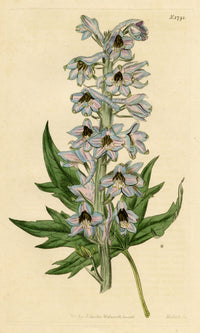 Curtis's Botanical Magazine, Hollow-leaved Bee-larkspur (Delphinium urceolatum) – 1816 Hand-coloured engraving