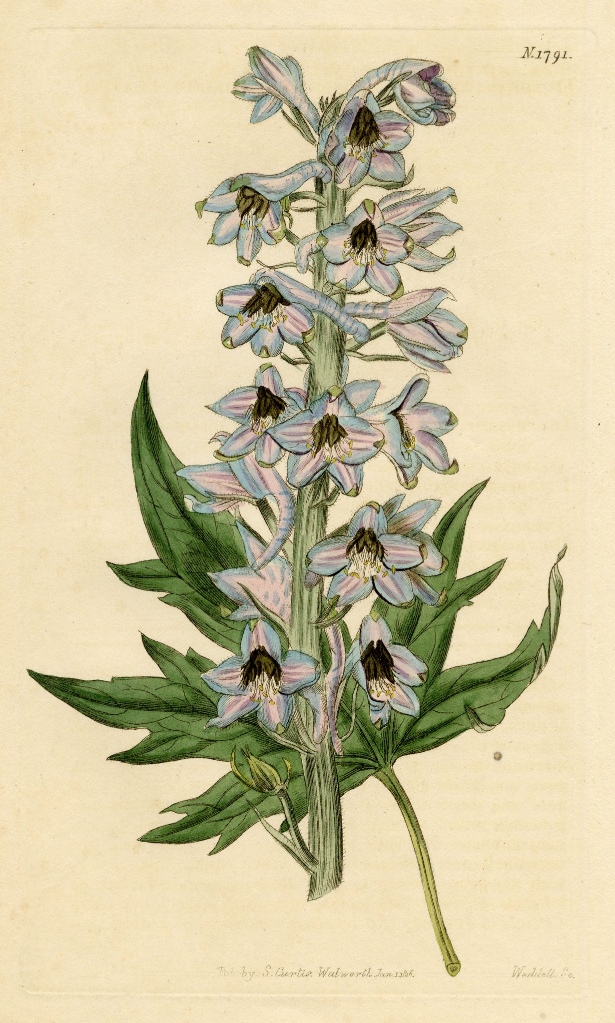 Curtis's Botanical Magazine, Hollow-leaved Bee-larkspur (Delphinium urceolatum) – 1816 Hand-coloured engraving