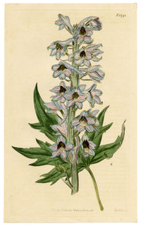 Curtis's Botanical Magazine, Hollow-leaved Bee-larkspur (Delphinium urceolatum) – 1816 Hand-coloured engraving