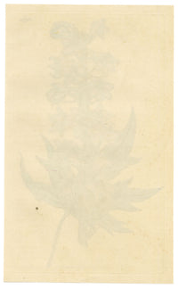 Curtis's Botanical Magazine, Hollow-leaved Bee-larkspur (Delphinium urceolatum) – 1816 Hand-coloured engraving