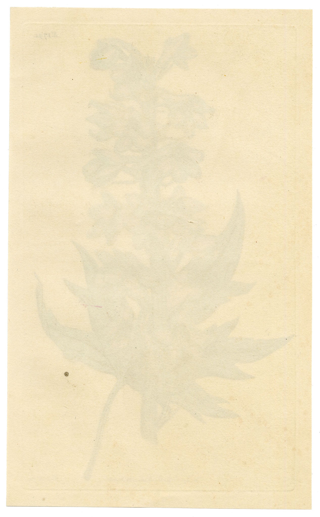 Curtis's Botanical Magazine, Hollow-leaved Bee-larkspur (Delphinium urceolatum) – 1816 Hand-coloured engraving