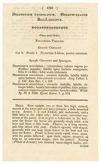 Curtis's Botanical Magazine, Hollow-leaved Bee-larkspur (Delphinium urceolatum) – 1816 Hand-coloured engraving