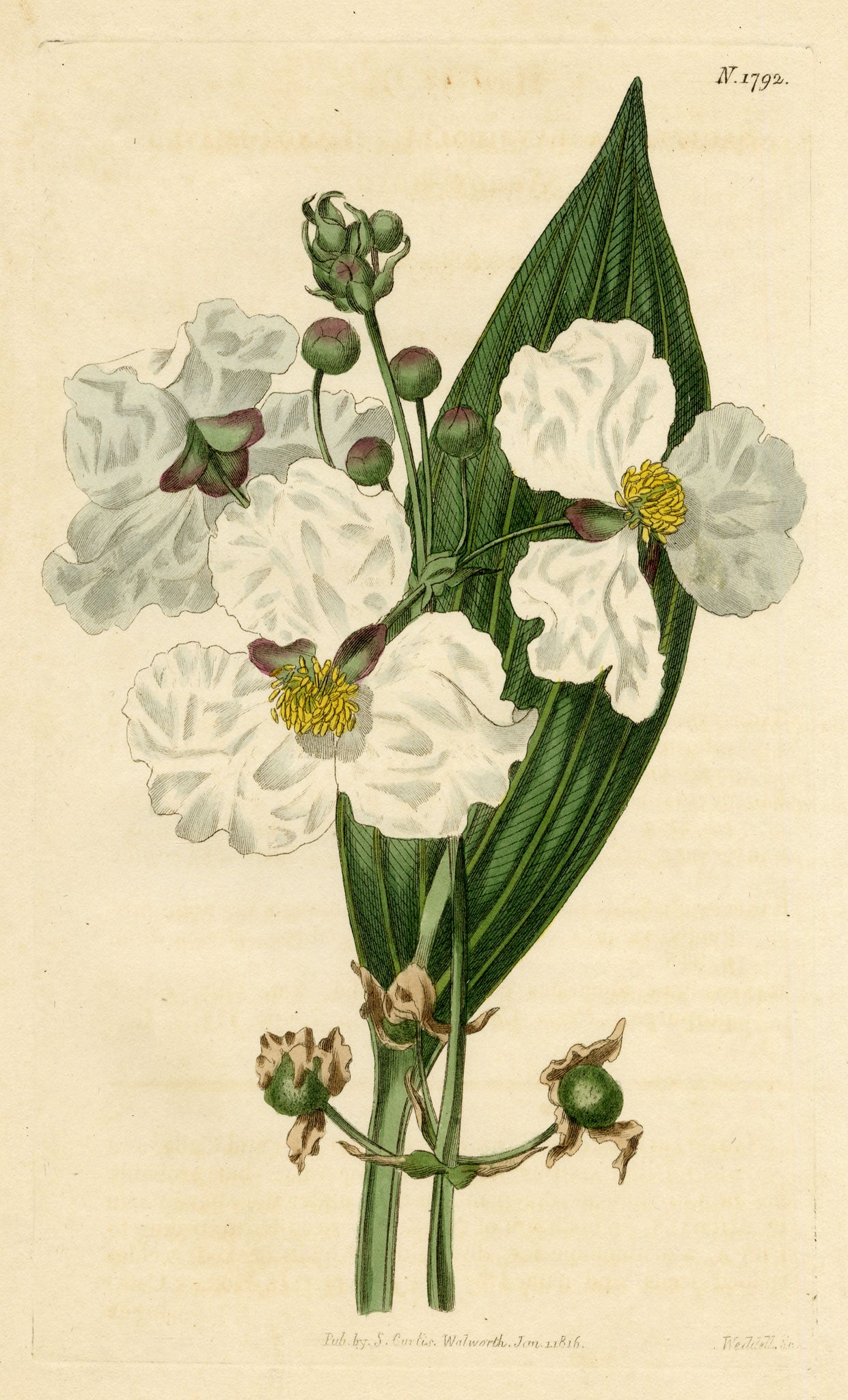 Curtis's Botanical Magazine, Lance-leaved Arrow-head (Sagittaria lancifolia) – 1816 Hand-coloured engraving
