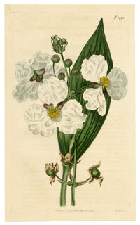 Curtis's Botanical Magazine, Lance-leaved Arrow-head (Sagittaria lancifolia) – 1816 Hand-coloured engraving