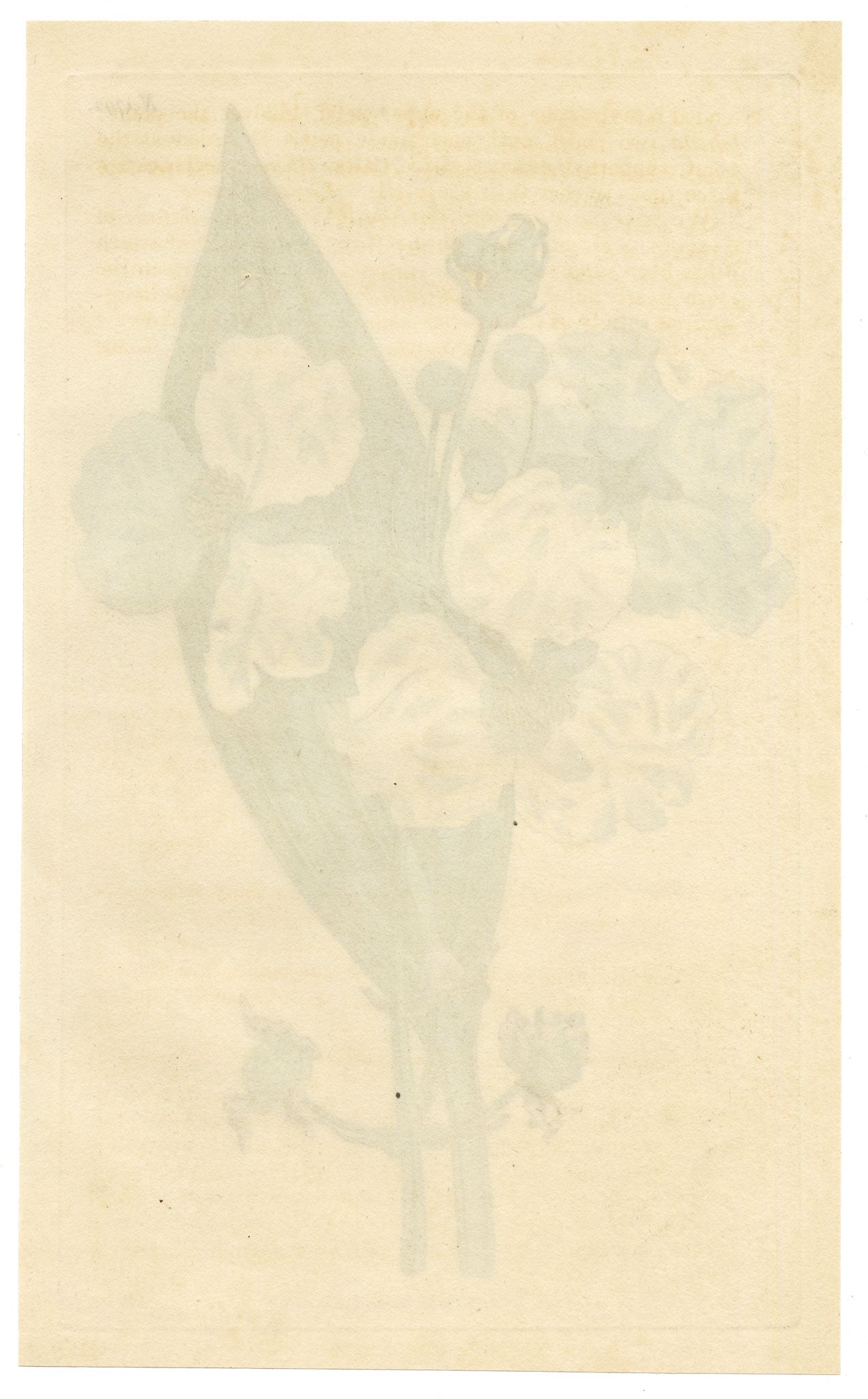 Curtis's Botanical Magazine, Lance-leaved Arrow-head (Sagittaria lancifolia) – 1816 Hand-coloured engraving