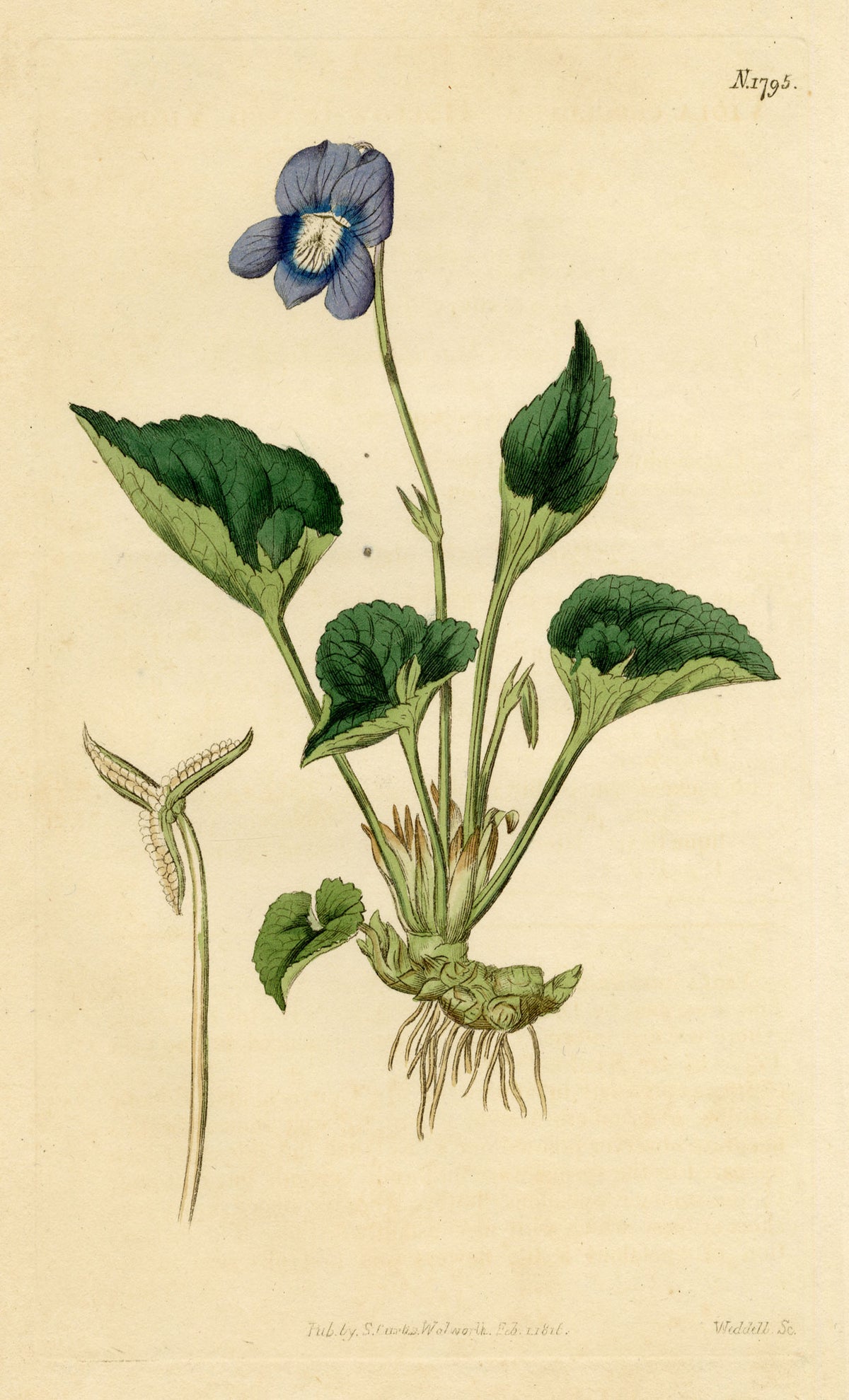 Curtis's Botanical Magazine, Hollow-leaved Violet (Viola cucullata) – 1816 Hand-coloured engraving