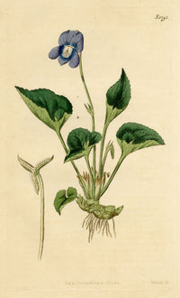 Curtis's Botanical Magazine, Hollow-leaved Violet (Viola cucullata) – 1816 Hand-coloured engraving