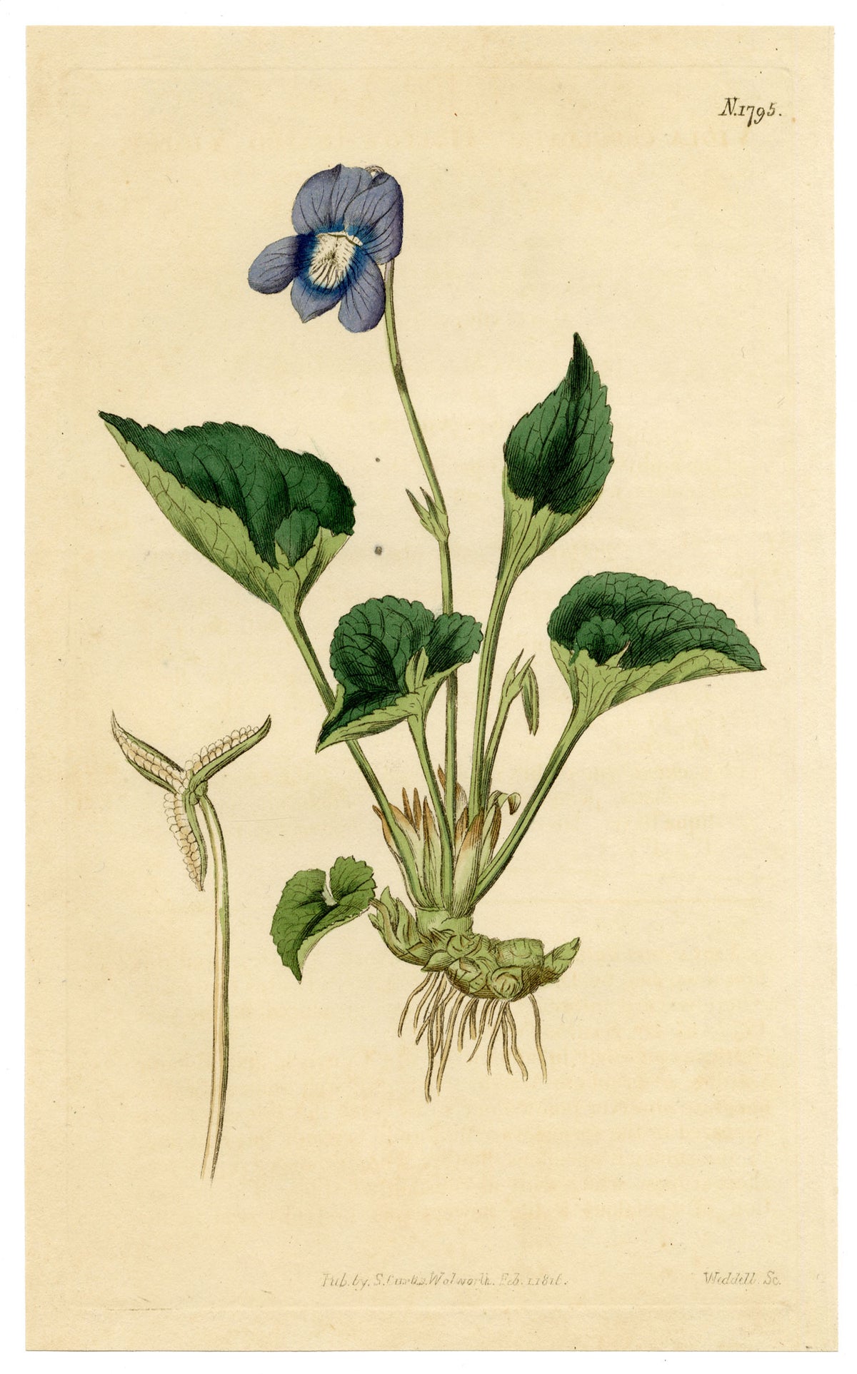 Curtis's Botanical Magazine, Hollow-leaved Violet (Viola cucullata) – 1816 Hand-coloured engraving