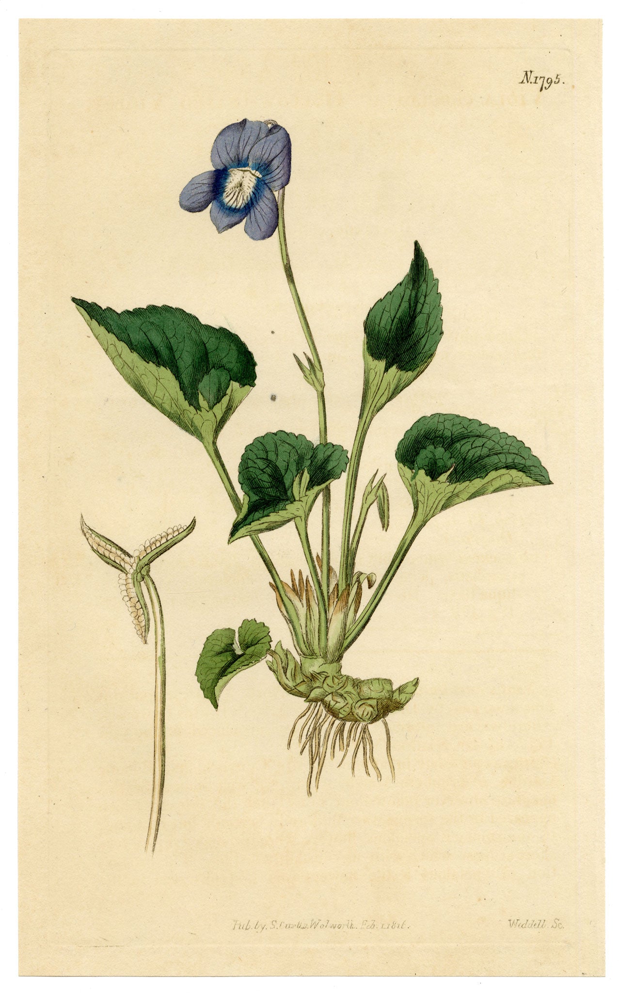 Curtis's Botanical Magazine, Hollow-leaved Violet (Viola cucullata) – 1816 Hand-coloured engraving