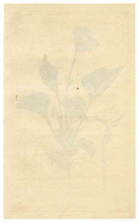 Curtis's Botanical Magazine, Hollow-leaved Violet (Viola cucullata) – 1816 Hand-coloured engraving