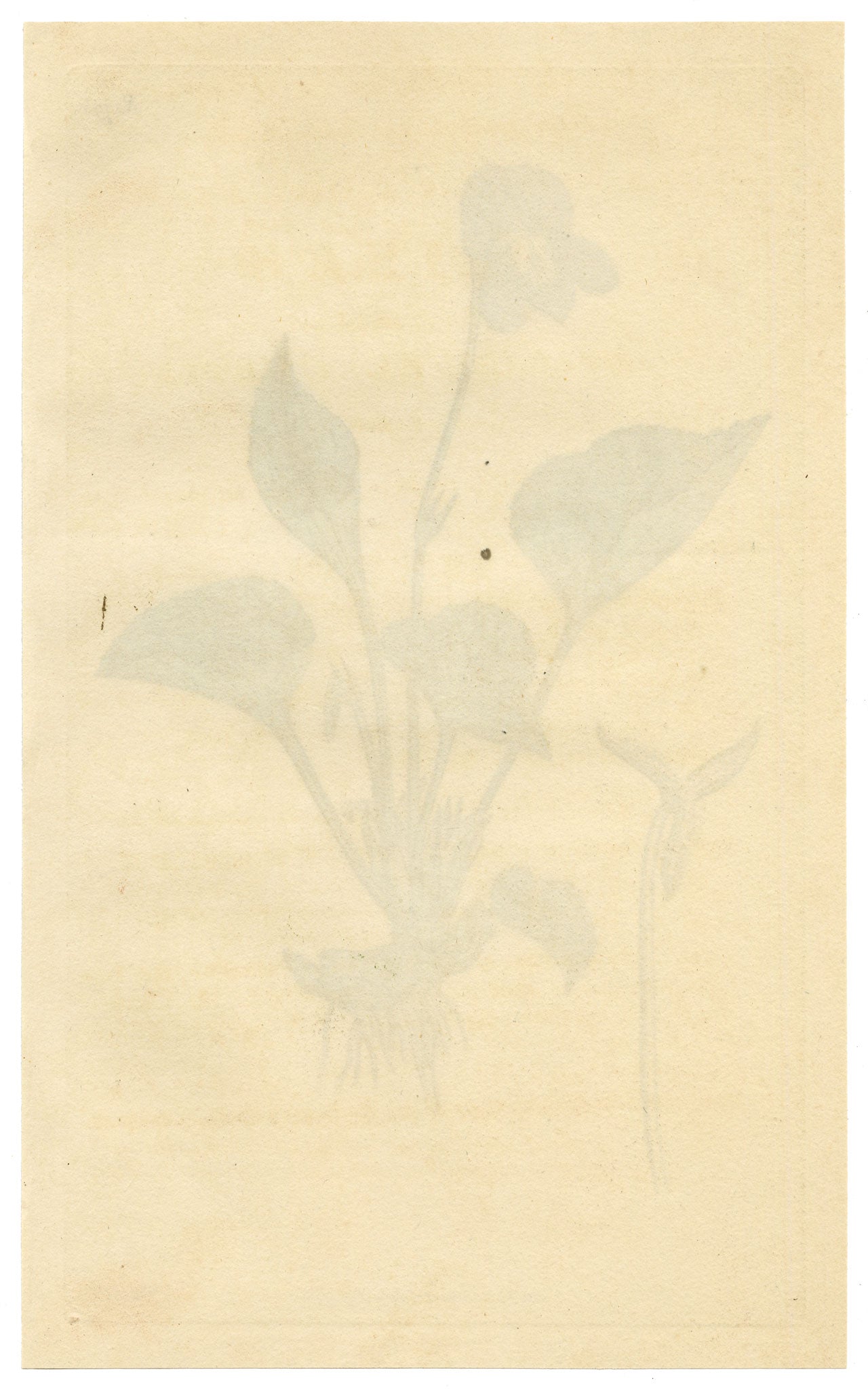 Curtis's Botanical Magazine, Hollow-leaved Violet (Viola cucullata) – 1816 Hand-coloured engraving