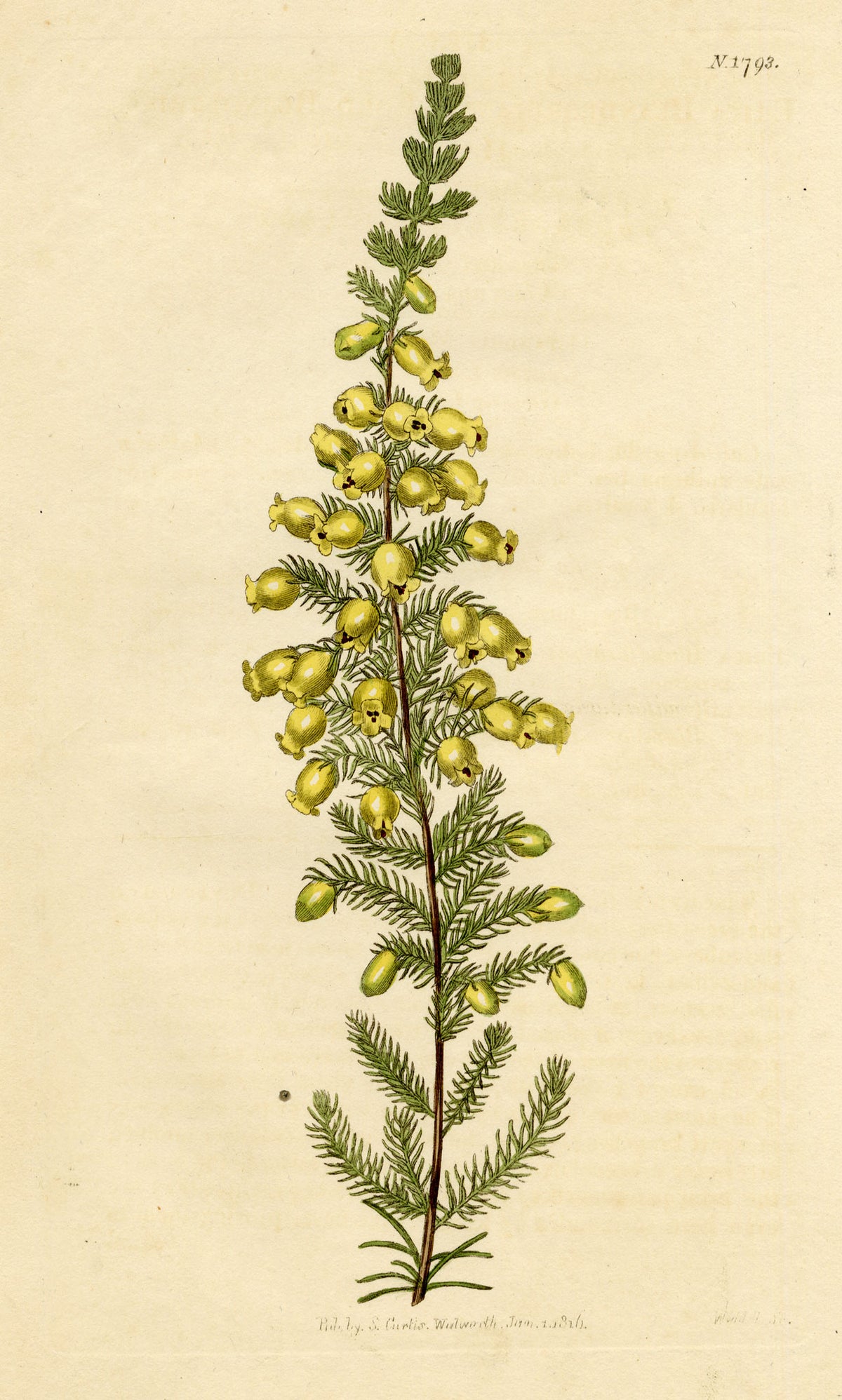 Curtis's Botanical Magazine, Lord Blandford's Heath (Erica blandfordiana) – 1816 Hand-coloured engraving