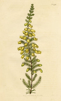 Curtis's Botanical Magazine, Lord Blandford's Heath (Erica blandfordiana) – 1816 Hand-coloured engraving
