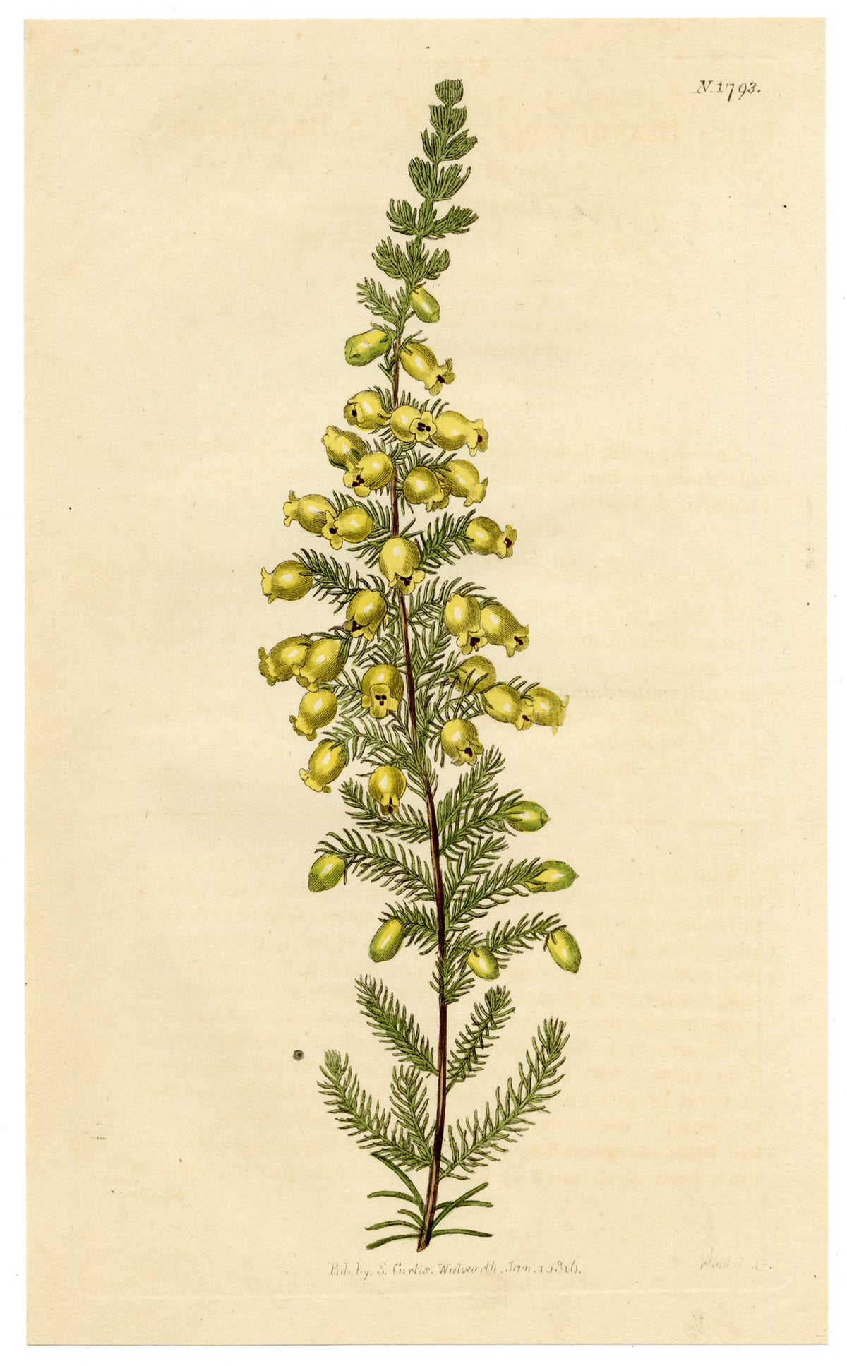 Curtis's Botanical Magazine, Lord Blandford's Heath (Erica blandfordiana) – 1816 Hand-coloured engraving