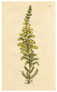 Curtis's Botanical Magazine, Lord Blandford's Heath (Erica blandfordiana) – 1816 Hand-coloured engraving