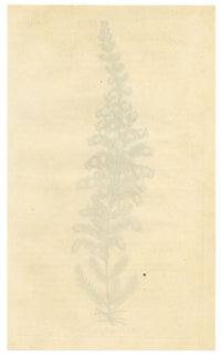 Curtis's Botanical Magazine, Lord Blandford's Heath (Erica blandfordiana) – 1816 Hand-coloured engraving