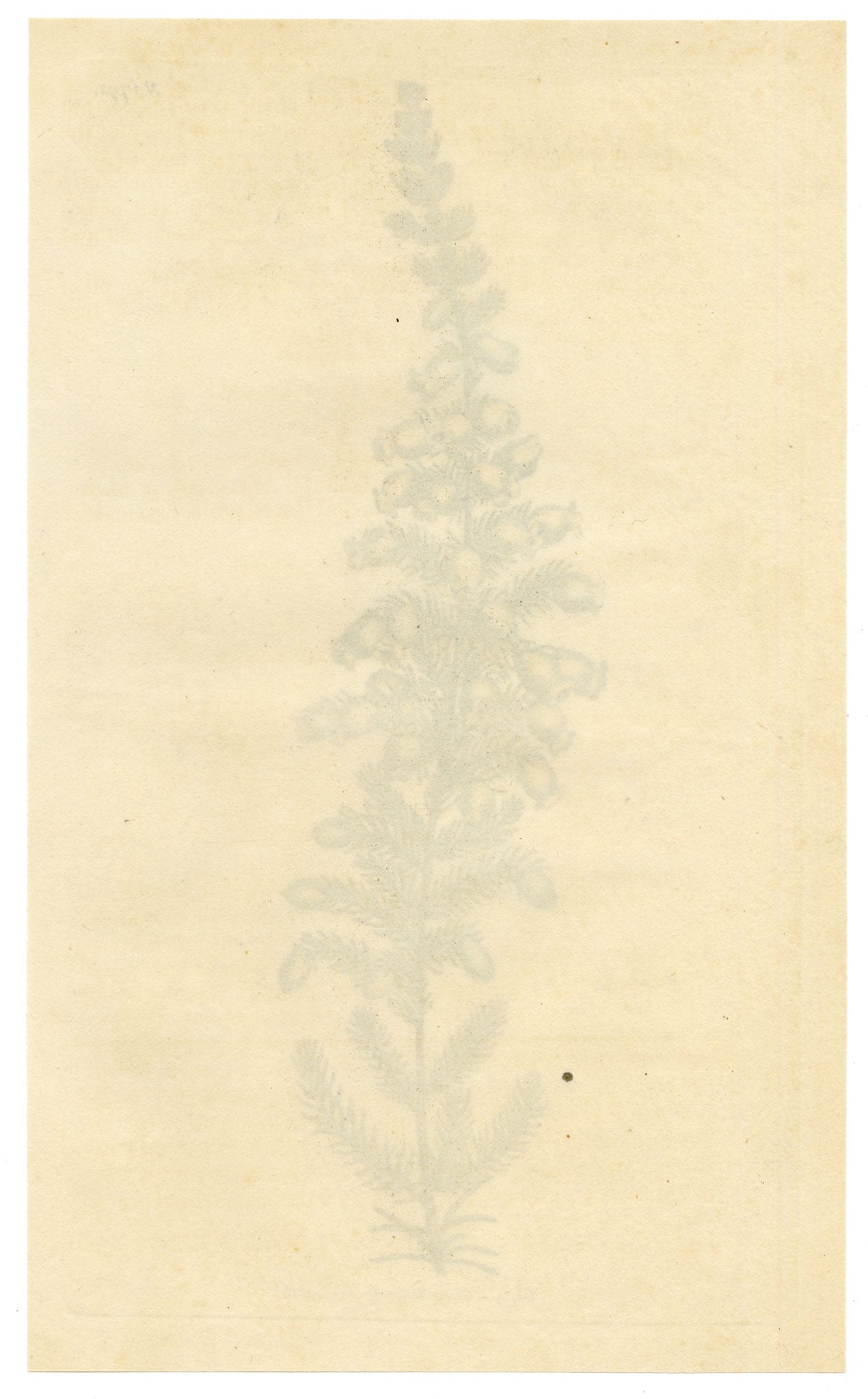 Curtis's Botanical Magazine, Lord Blandford's Heath (Erica blandfordiana) – 1816 Hand-coloured engraving