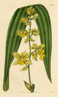 Curtis's Botanical Magazine, Anderson's Cyrtopodium (Cyrtopodium andersonii) – 1816 Hand-coloured engraving