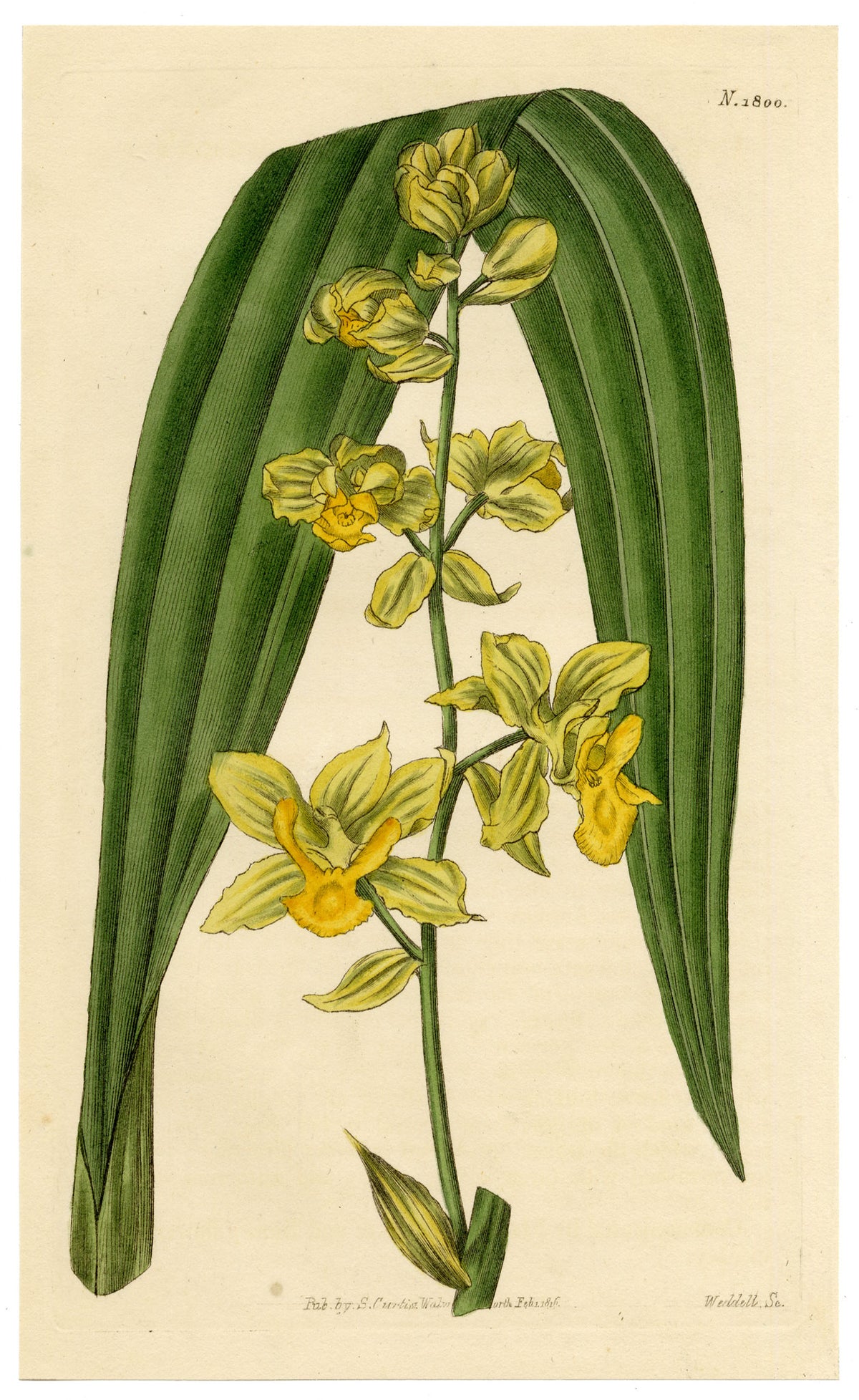 Curtis's Botanical Magazine, Anderson's Cyrtopodium (Cyrtopodium andersonii) – 1816 Hand-coloured engraving