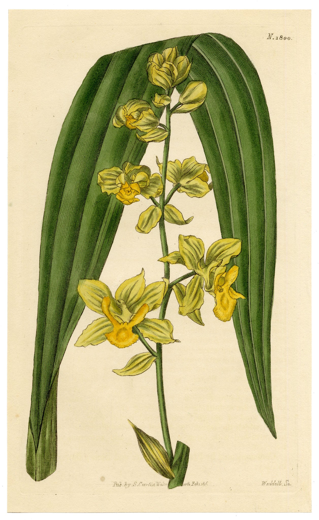 Curtis's Botanical Magazine, Anderson's Cyrtopodium (Cyrtopodium andersonii) – 1816 Hand-coloured engraving
