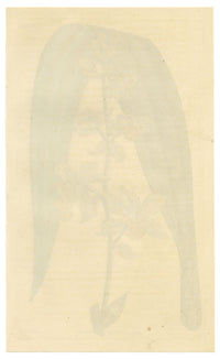 Curtis's Botanical Magazine, Anderson's Cyrtopodium (Cyrtopodium andersonii) – 1816 Hand-coloured engraving