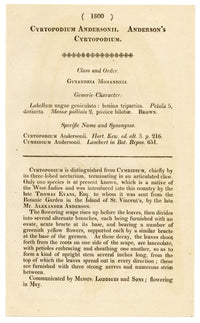 Curtis's Botanical Magazine, Anderson's Cyrtopodium (Cyrtopodium andersonii) – 1816 Hand-coloured engraving